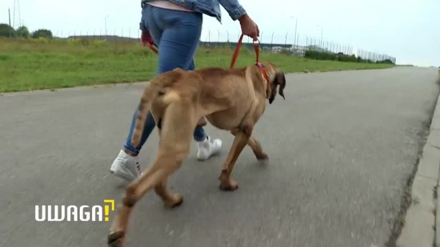 Porzucone psy na skraju śmierci głodowej w Myszkowie.

Zobacz kolejne zdjęcia. Przesuwaj zdjęcia w prawo - naciśnij strzałkę lub przycisk NASTĘPNE