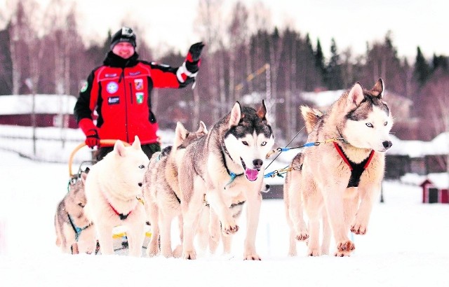 Na trofeach Grzegorzowi Lindzie niespecjalnie zależy. Siberian husky nie osiągają potężnych prędkości, podczas Polardistans 2013 zajęli 13 miejsce