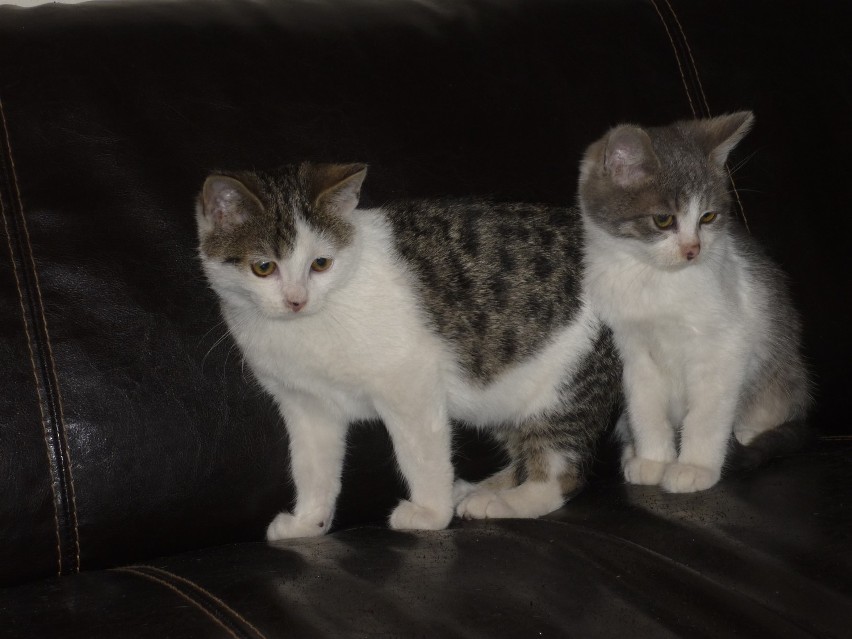 Z maila wzięte: Kto przygarnie dwa małe koty?