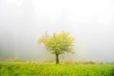 Niezwykłe zdjęcia jesieni naszych Czytelników. Tak pięknych kolorów szkoda byłoby nie uwiecznić na fotografii [GALERIA]