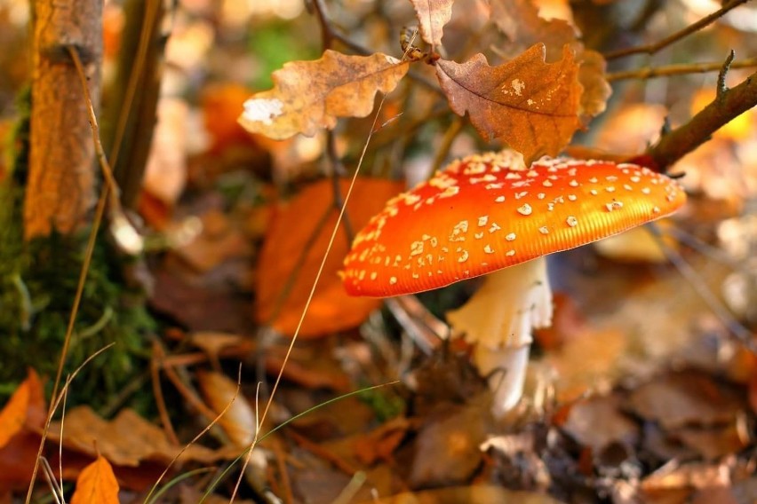 Niezwykłe zdjęcia jesieni naszych Czytelników. Tak pięknych kolorów szkoda byłoby nie uwiecznić na fotografii [GALERIA]