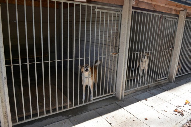 Psy w Schronisku w Dyminach czekają nie tylko na adopcję, ale także na codzienny spacer.
