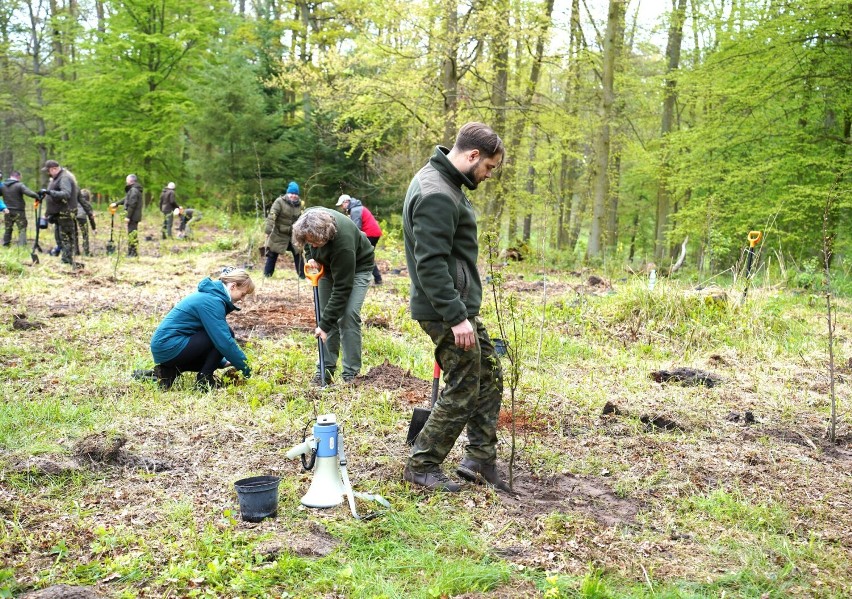 Ponad 700 drzew posadzili pracownicy Ośrodka Kultury Leśnej...
