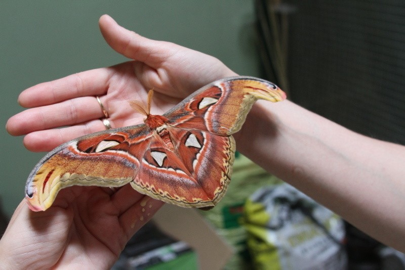 Największy motyl świata w łódzkim ZOO.