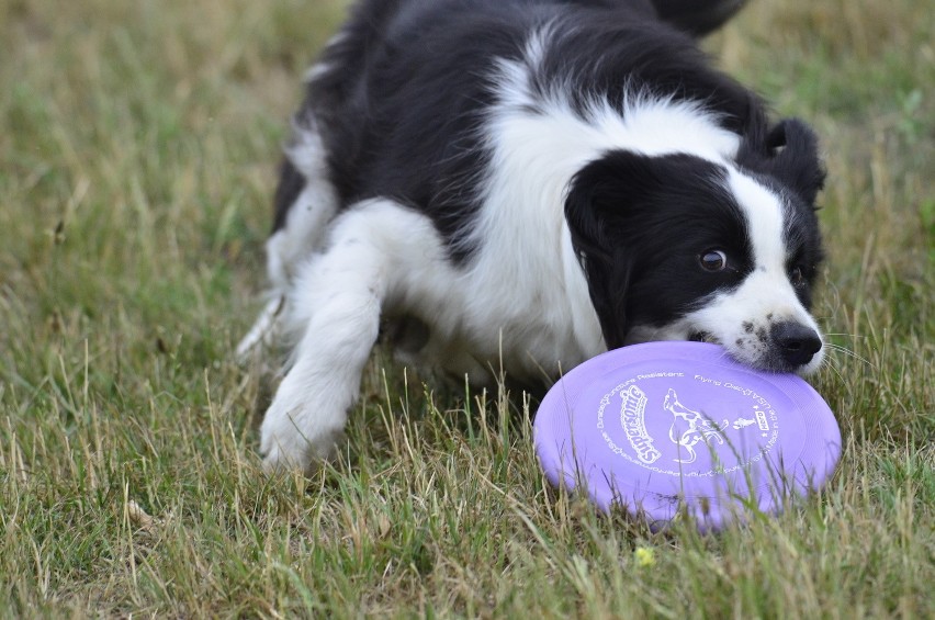 Zawody KejterFrisbee (ZDJĘCIA)