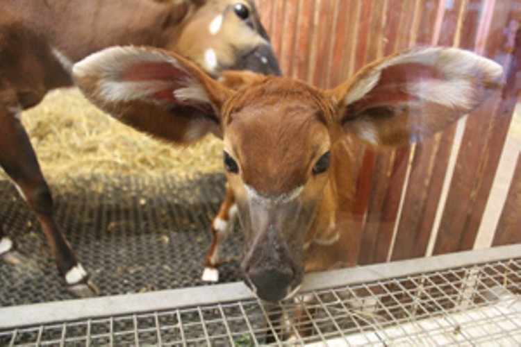 Narodziny w zoo: W poniedziałek na świat przyszła antylopa bongo