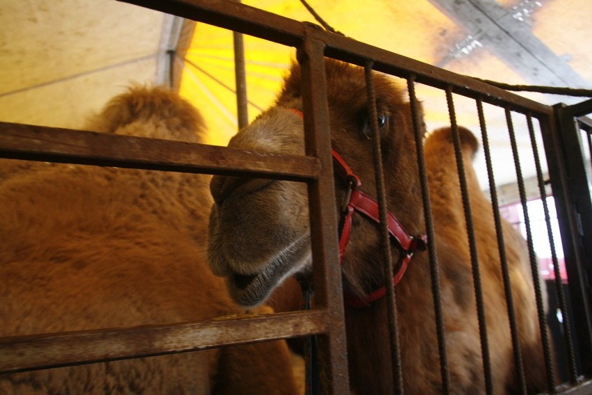 Legnica: Nie dla zwierząt w cyrku (ZDJĘCIA)