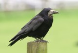Odstraszanie ptaków w Świdniku: Urzędnicy walczą z gawronami  