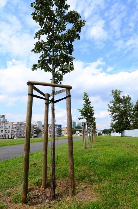 Poznań: Na Dolnej Wildzie lipy odarto z kory [ZDJĘCIA]