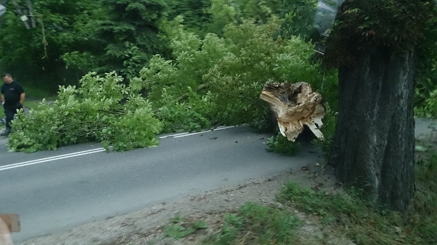 Powalone drzewo na ul. Księcia Józefa, w rejonie przystanku...