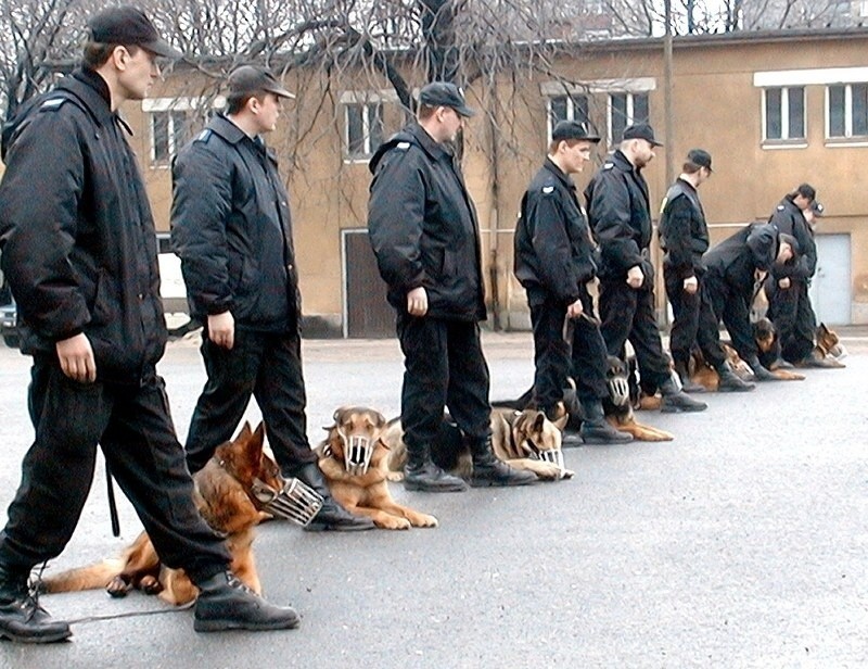 Psy policyjne po zakończeniu służby zwykle są przygarniane...