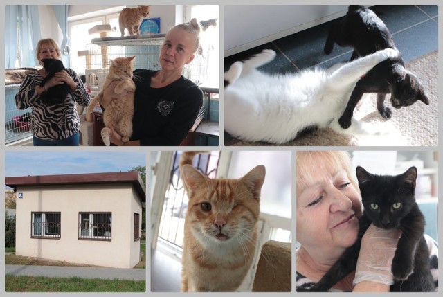 We Włocławku przy ul. Fredry działa lecznica dla kotów prowadzona przez wolontariuszy Towarzystwa Opieki nad Zwierzętami.
