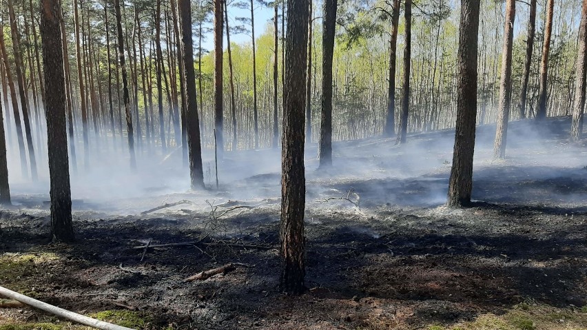 Pożary lasów w Szczecinie i regionie. Część z nich to podpalenia. Są nagrody za wskazanie winowajców