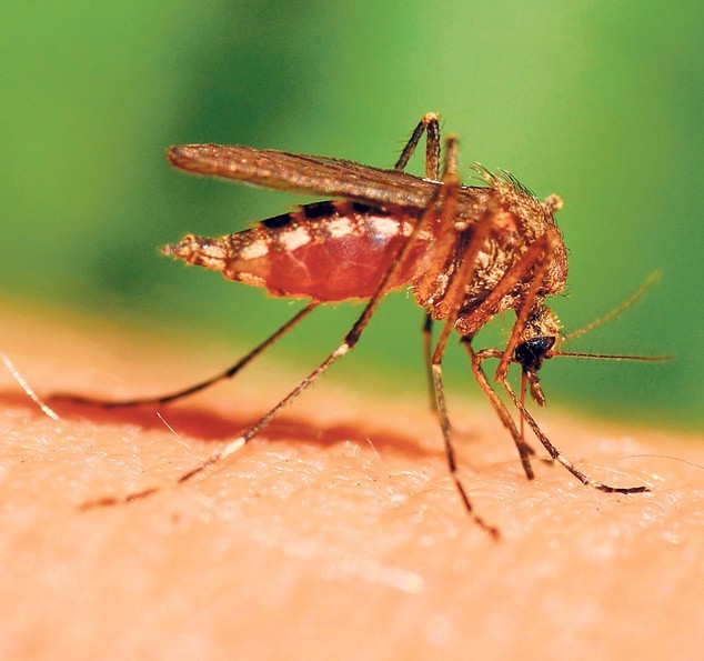 Ukąszenia komarów mogą spowodować groźne choroby