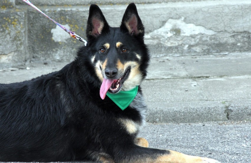 Akcja adopcyjna psów ze schroniska: Czekan znalazł dom