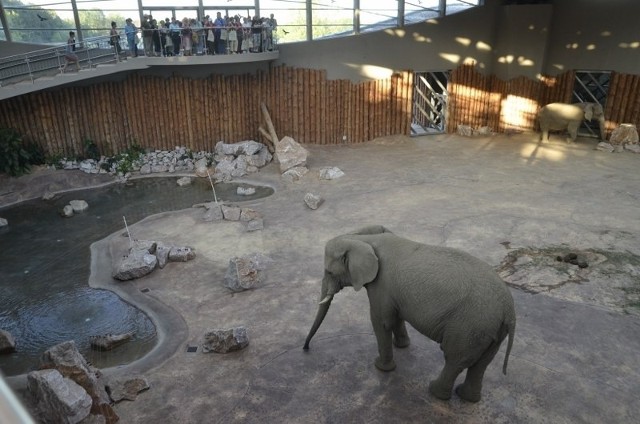 Nie ma możliwości, żeby w poznańskiej słoniarni mieszkały dwa dorosłe samce słoni. Yzik musi wyjechać.