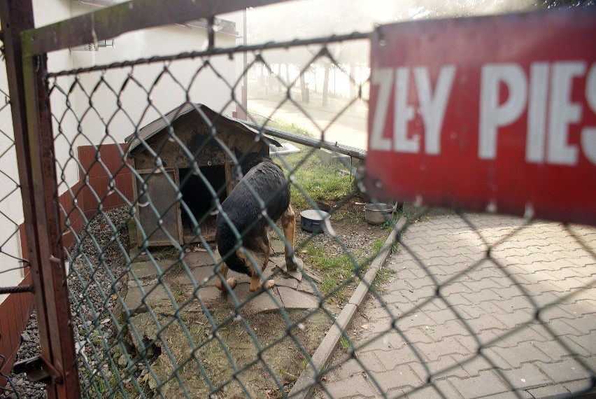 Kraków: proboszcz więzi psa? Interwencja parafian