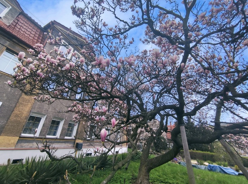 Najstarsza magnolia Wałbrzycha już kwitnie - pomnik przyrody ma 200 lat! Gdzie na Dolnym Śląsku rosną inne pomnikowe magnolie? FILM i FOTO