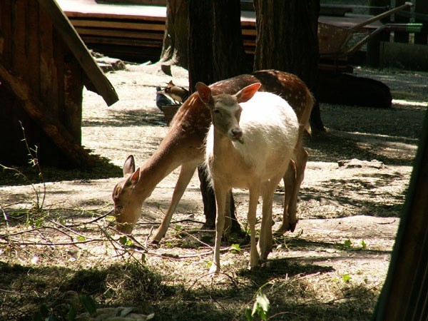 Park Strzelnica, mini zoo...