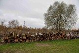 Urząd Miejski w Białymstoku sprzedał drewno opałowe za rekordową kwotę. Licytacja była zażarta