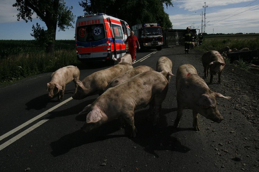 Wypadek ciężarówki ze świniami na trasie Legnica - Złotoryja (ZDJĘCIA)