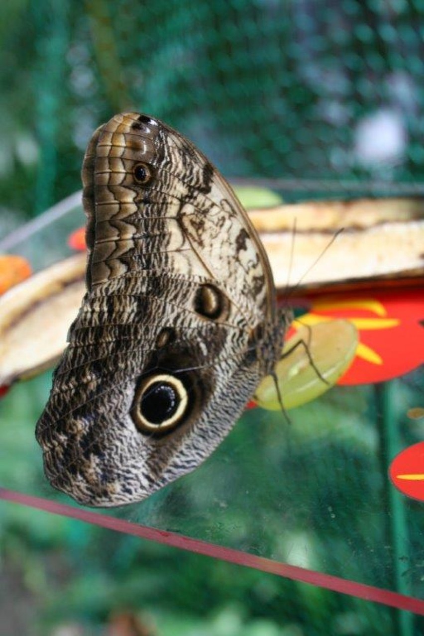 Motyle w Palmiarni Poznańskiej