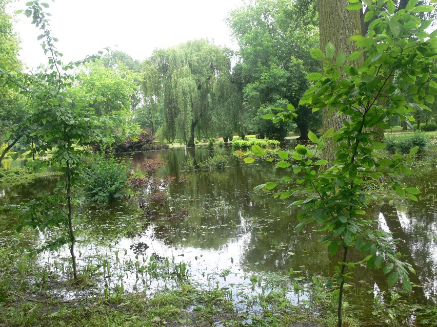 Park miejski w Łęczycy jest zalany