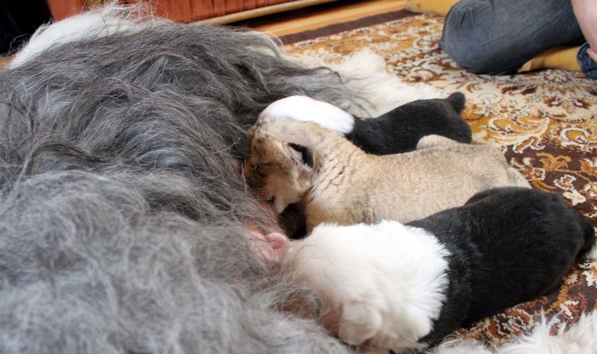 Lew Parys i jego psia rodzina