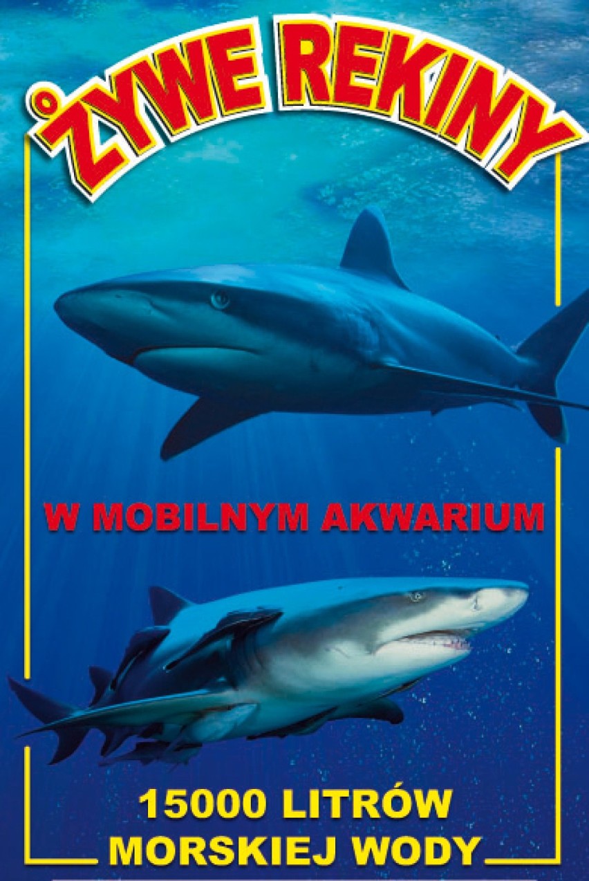 Mobilne akwarium z rekinami w Będzinie