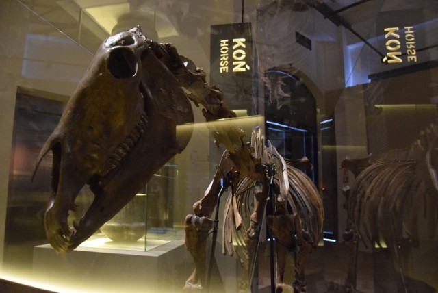 Nowa wystawa czasowa w Muzeum Śląskim w Katowicach: „Bliskie, lecz z dalekiego świata. Historia udomowienia ssaków”
