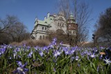 Park Klepacza pięknieje. Zakwitły cybulice [ZDJĘCIA]