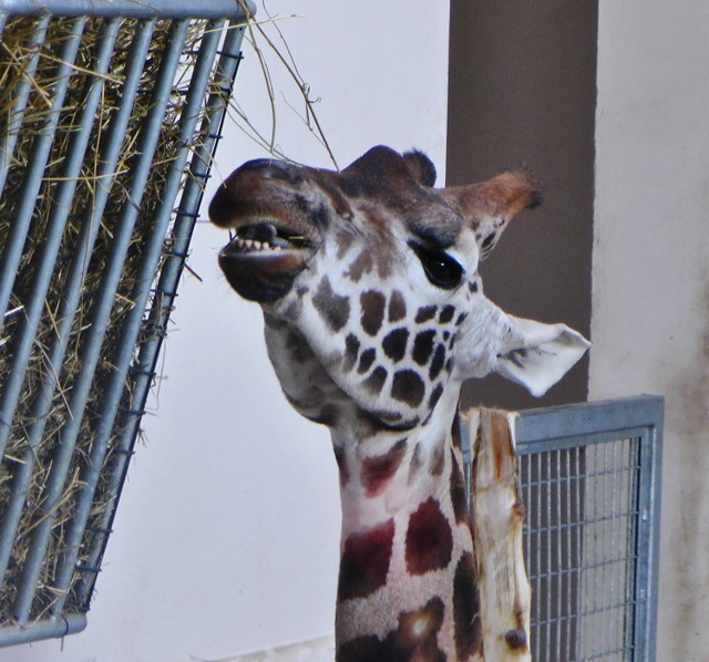 ZOO Kraków. Zwierzaki cieszą się ze słonecznej pogody