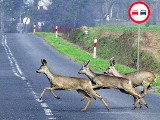 Często jeździsz w nocy leśnymi terenami? Na drodze uważaj na sarny i dziki