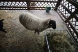 W Śląskim Ogrodzie Zoologicznym zobaczymy żywą szopkę. W drewnianym budynku jest osiołek, owca i kózki. Sami zobaczcie!