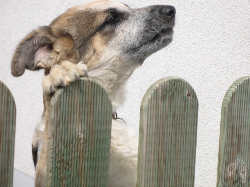 Od 24 czerwca rusza w Lublinie bezpłatna akcja czipowania psów