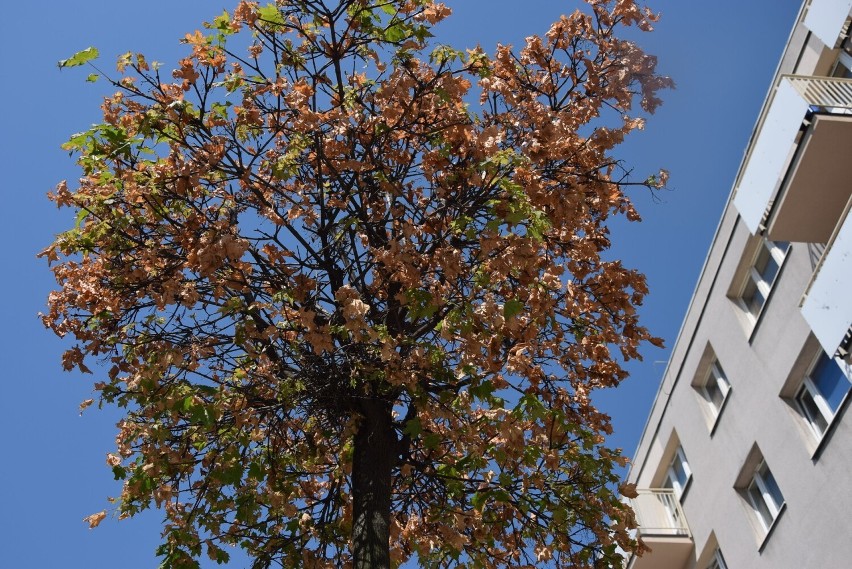 Częstochowa: drzewa rosnące w donicach w centrum miasta usychają