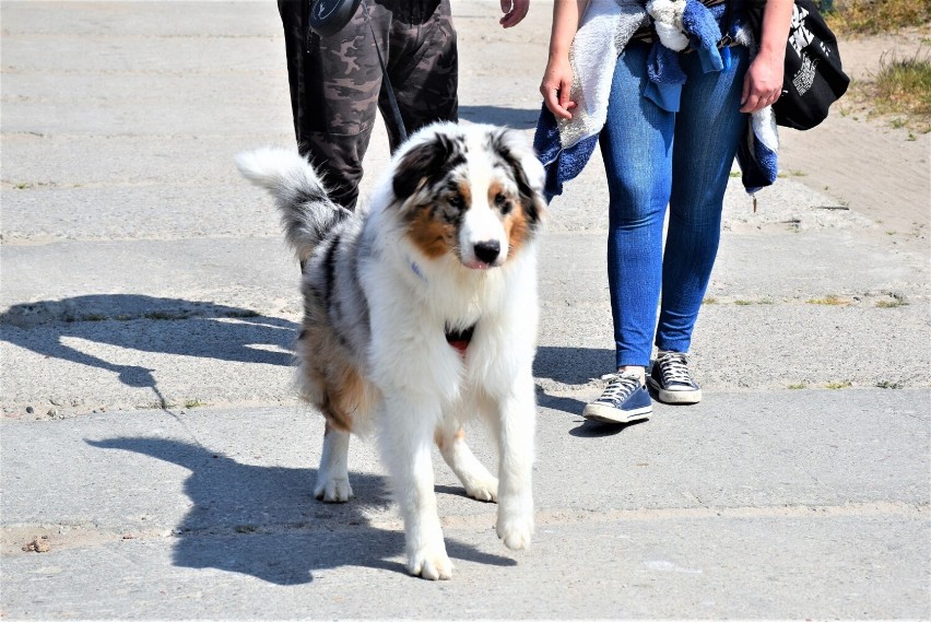 Pieski nad Bałtykiem - IV Międzynarodowa Wystawa Psów Rasowych CACIB