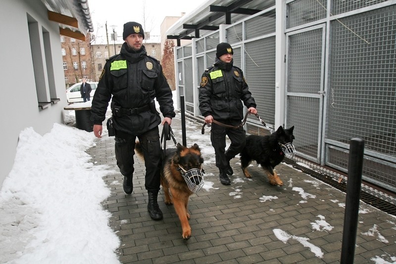 Owczarki niemieckie Straży Miejskiej w Katowicach