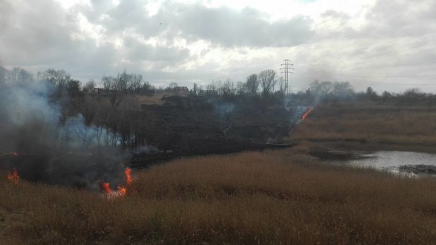 Wielki pożar traw w okolicy Bonarki.  Akcja straży pożarnej