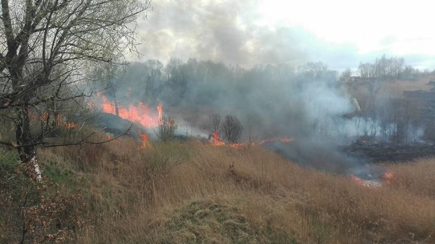 Wielki pożar traw w okolicy Bonarki.  Akcja straży pożarnej