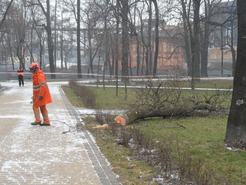 Dąbrowa Górnicza: Wycięli ponad 20 drzew pod Aldi, ale mieszkańcy uratowali inne parki 