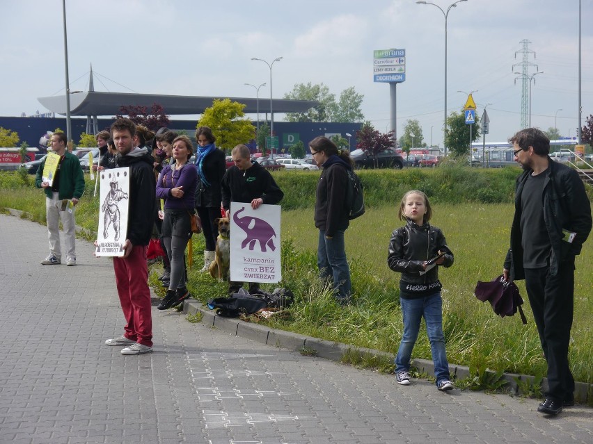 Protest przeciw tresurze zwierząt w cyrku. W Gliwicach cyrkowa rozrywka ma przeciwników