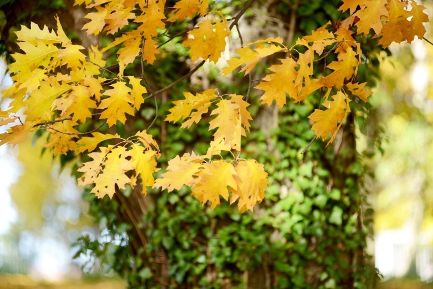 Piękna złota jesień w obiektywie [zdjęcia]