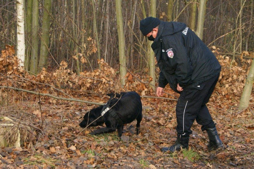 Powiat bolesławiecki: pies pomógł znaleźć narkotyki za 30 000 zł. Zatrzymano 21- latka