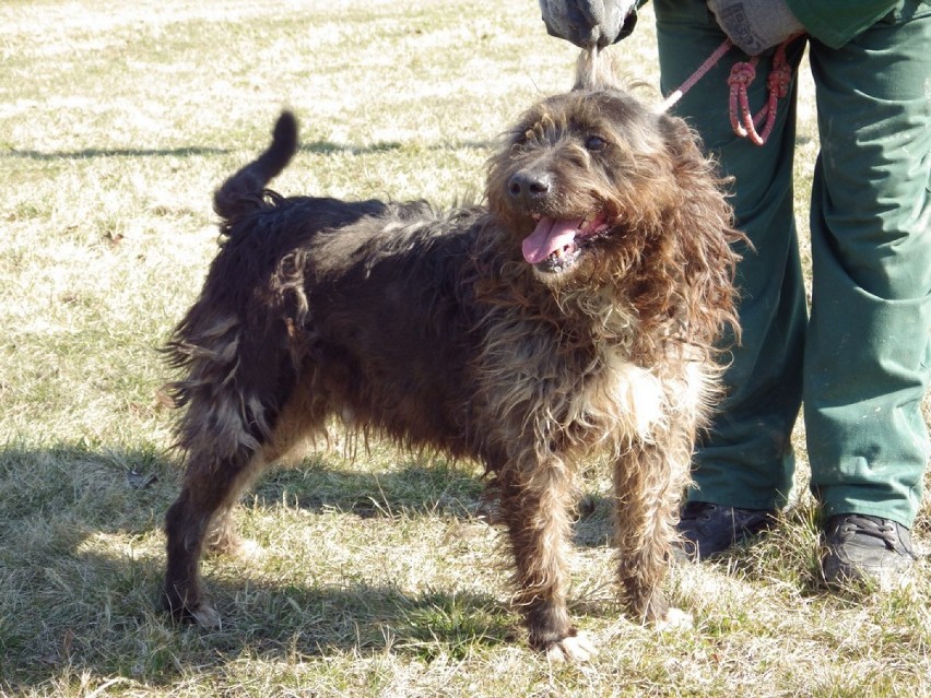 Bełchatów. Schronisko dla zwierząt wstrzymuje adopcje