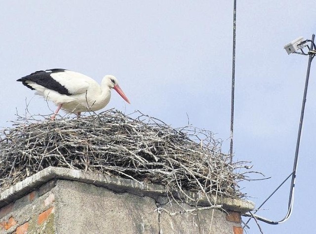 Bociany, które przyleciały najwcześniej, już składają jaja