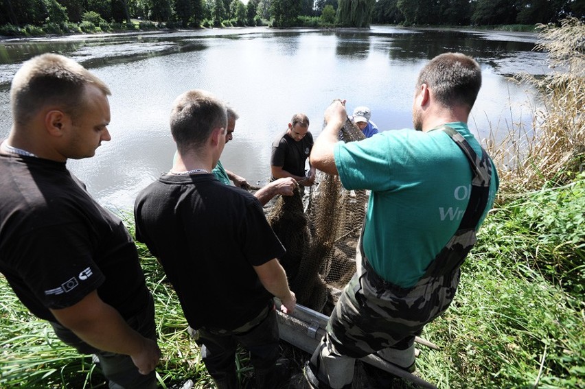 Oleśnica: Gigantyczne ryby w stawie (ZDJĘCIA)