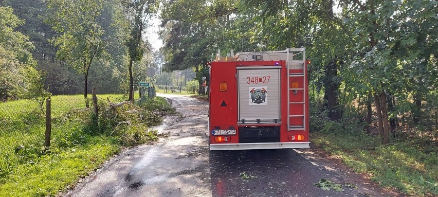 W Radomii drzewo przewróciło się na jezdnię.