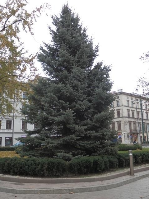 W Krakowie ustawiono już dwie świąteczne choinki [ZDJĘCIA]