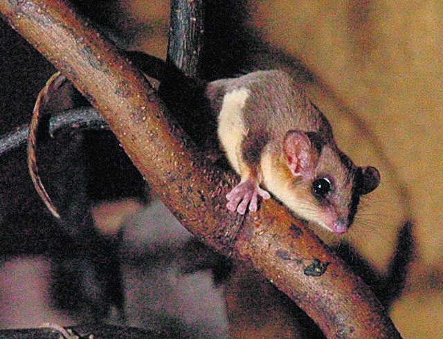 W Nowym Zoo mieszka para lemurów myszatych